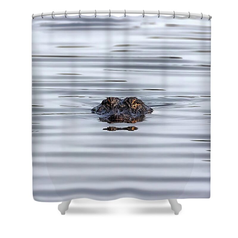 Alligator Shower Curtain featuring the photograph Watching You by Susan Rissi Tregoning