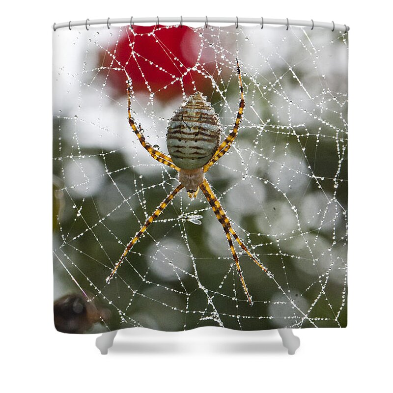 Spider Shower Curtain featuring the photograph Water Catcher by Douglas Kikendall