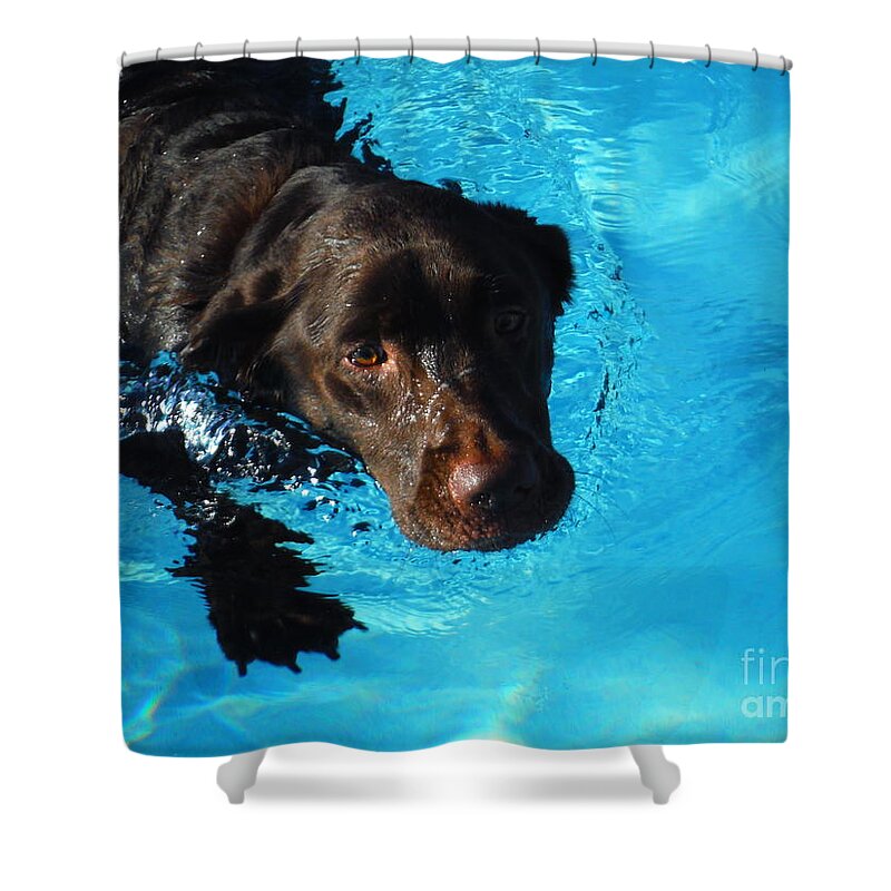Water Dog Series Shower Curtain featuring the photograph Water Dogs Series 2 by Paddy Shaffer