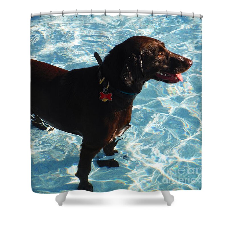 Water Dog Series Shower Curtain featuring the photograph Water Dogs Series 9 by Paddy Shaffer