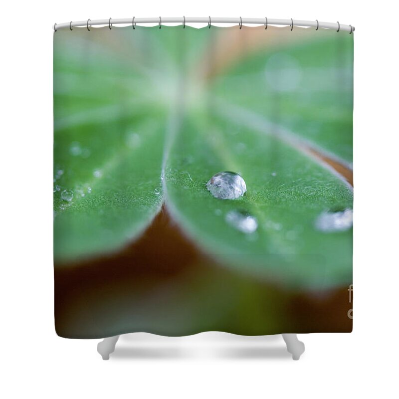 Aptk Shower Curtain featuring the photograph Water droplets on a leaf 1 by Yosi Apteker