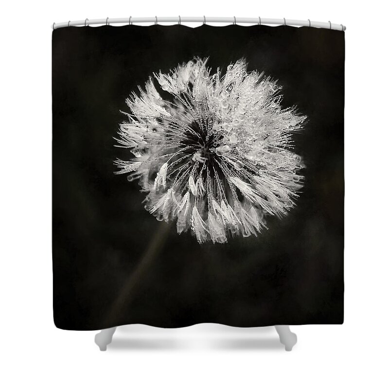 Dandelion Flower Shower Curtain featuring the photograph Water Drops on Dandelion Flower by Scott Norris