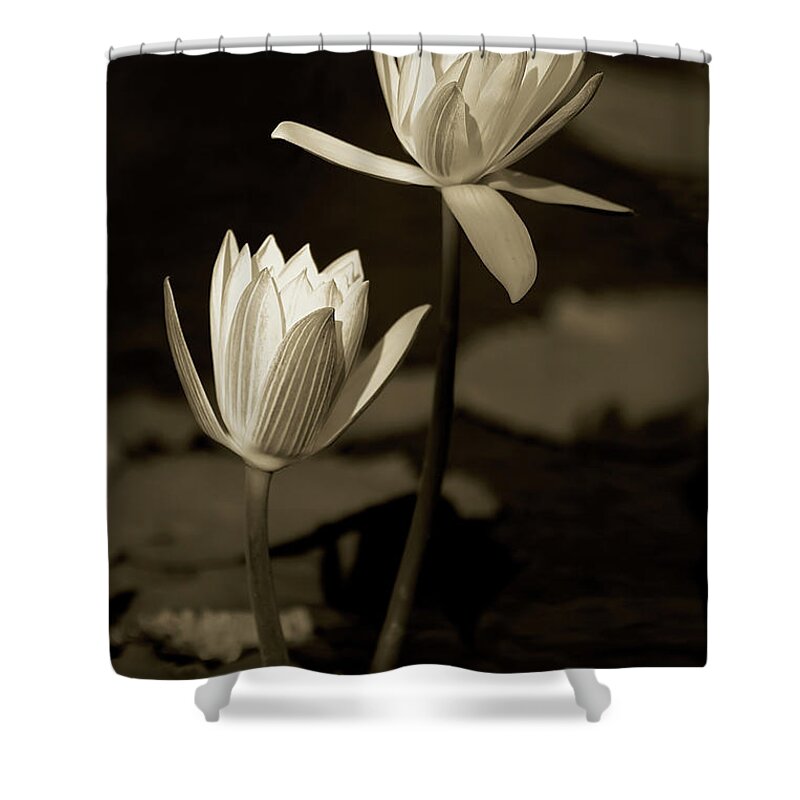 Naples Botanical Garden Shower Curtain featuring the photograph Water Lilies by Dennis Goodman Photography