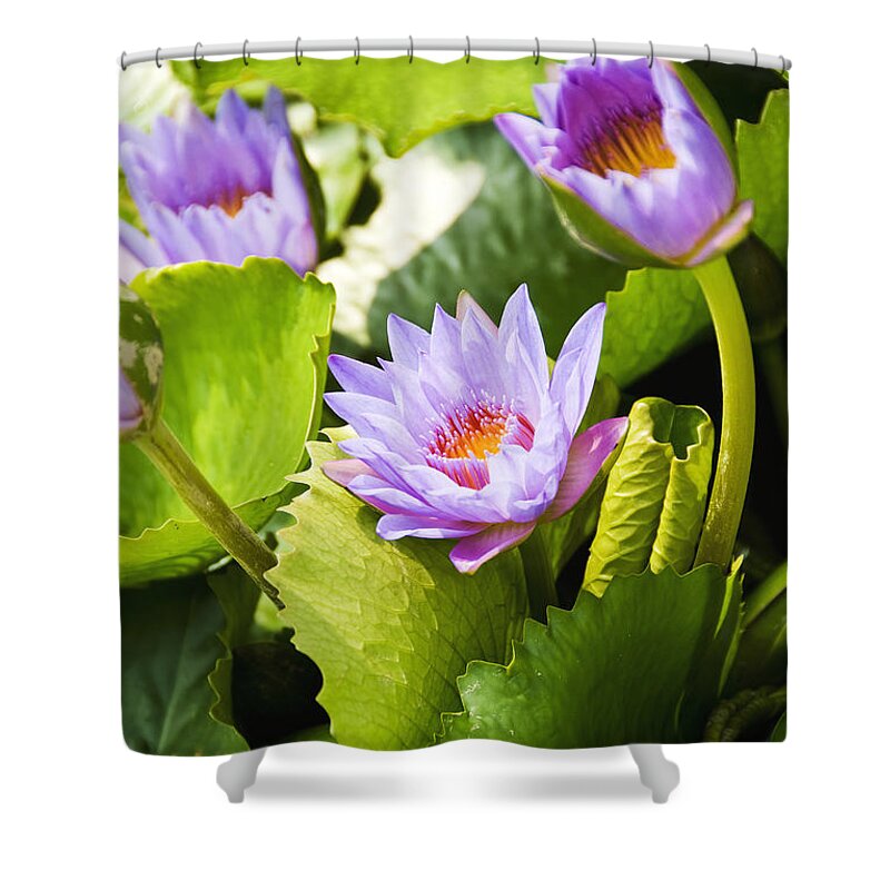 Afternoon Shower Curtain featuring the photograph Water Lilies by Ray Laskowitz - Printscapes