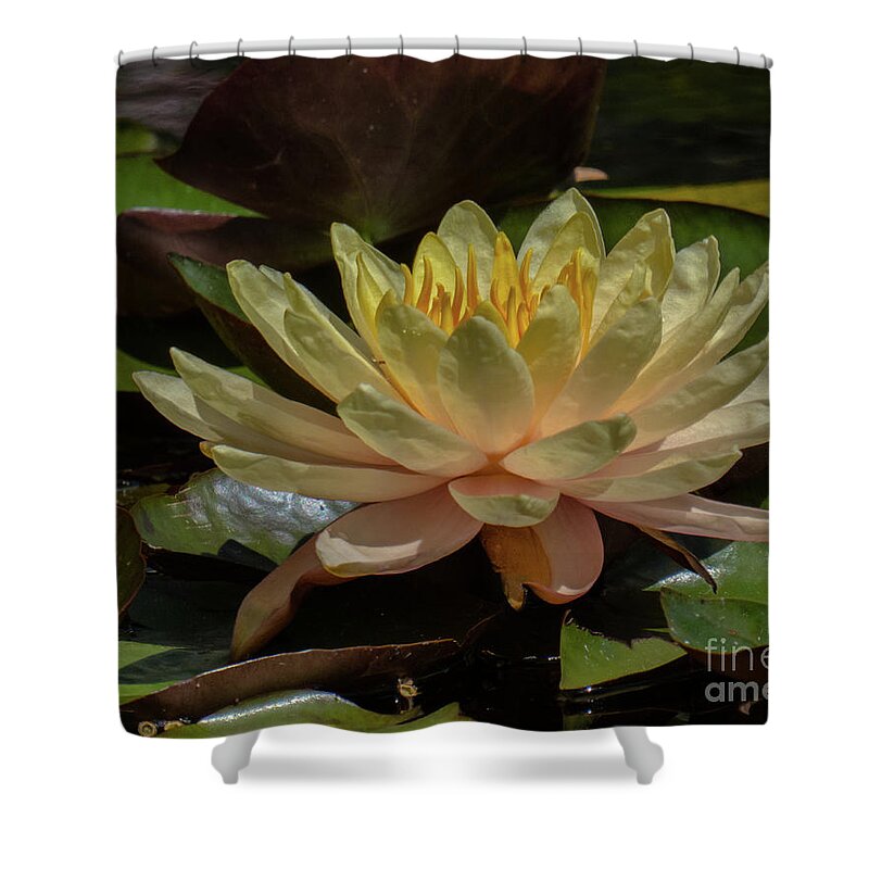 Hawaii Shower Curtain featuring the photograph Water Lily 1 by Christy Garavetto