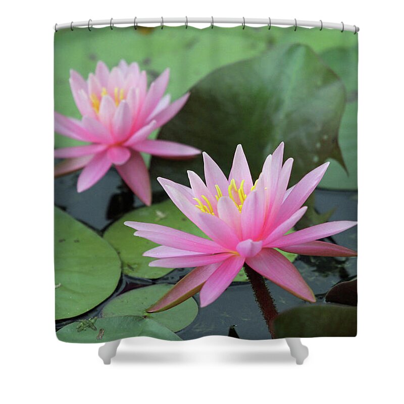 Water Lily Shower Curtain featuring the photograph Water Lily by Jackson Pearson