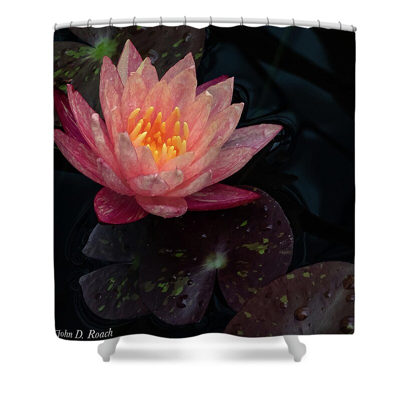 Lily Shower Curtain featuring the photograph Water Lily by John Roach