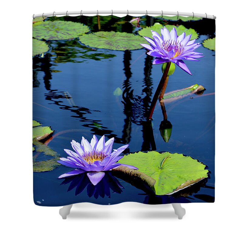 Water Lily Shower Curtain featuring the photograph Water Lily by Lisa Blake