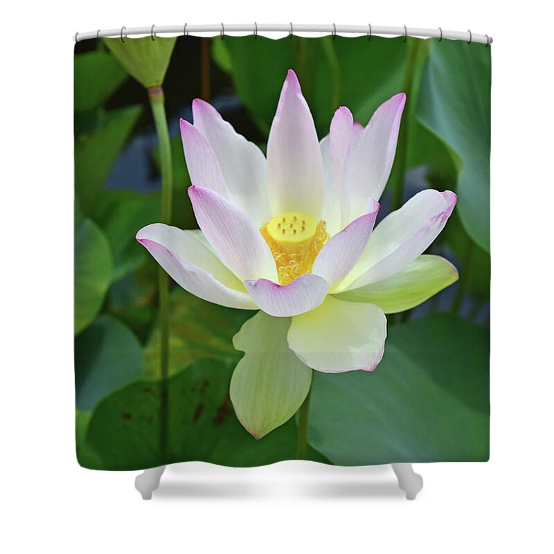 Water Lily Shower Curtain featuring the photograph Water Lily No. 3-1 by Sandy Taylor