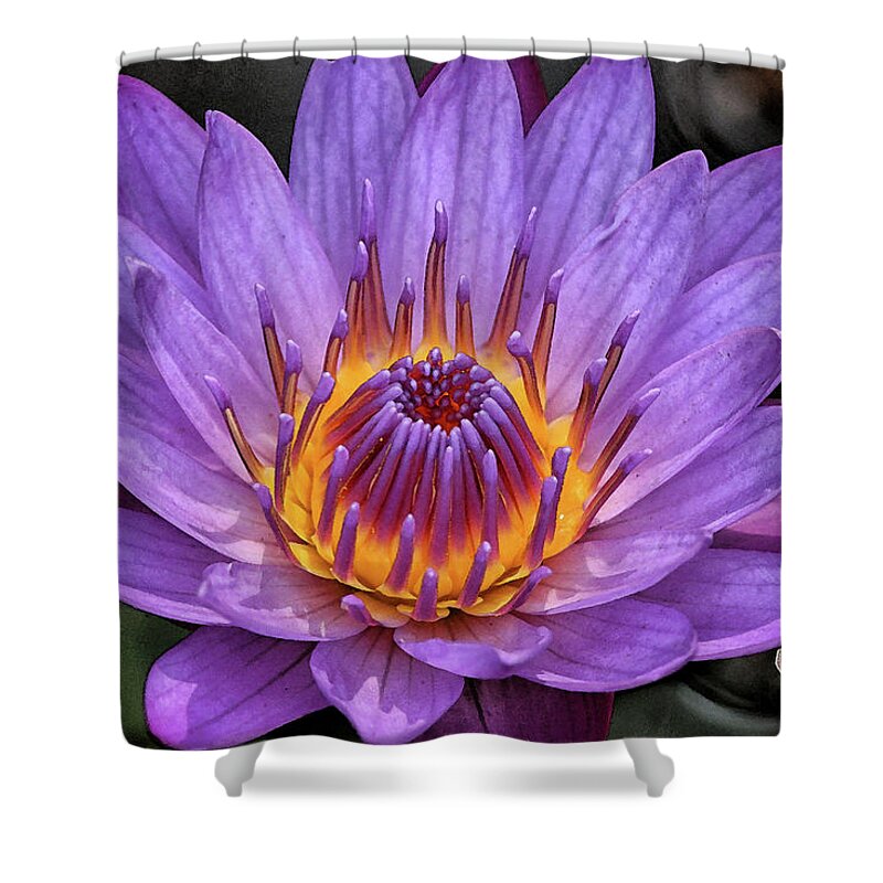 Water Lily Shower Curtain featuring the digital art Water Lily by Sandeep Gangadharan