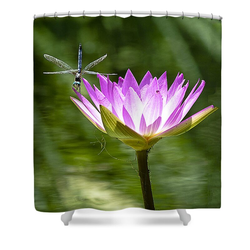 Water Lily Shower Curtain featuring the photograph Water Lily with Dragon Fly by Bill Barber