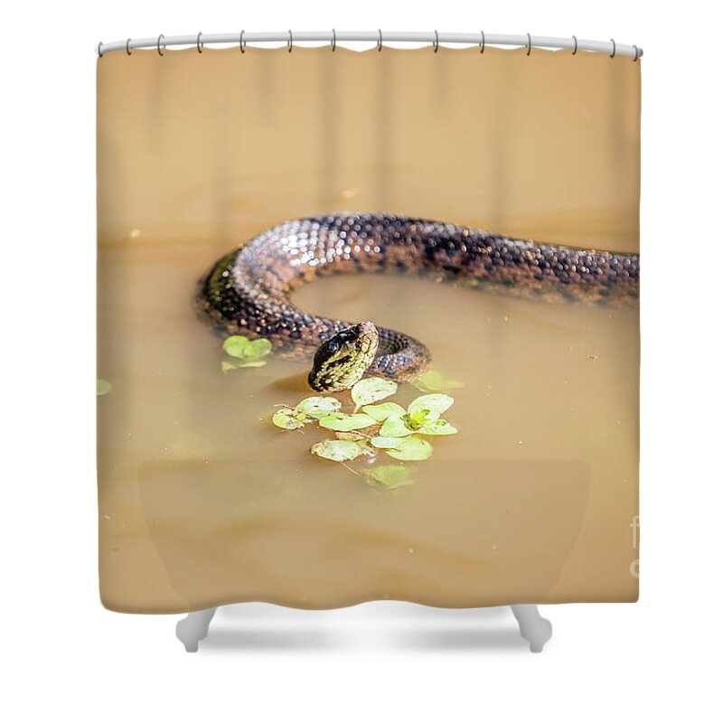 Snake Shower Curtain featuring the photograph Water Moccasin by Scott Pellegrin