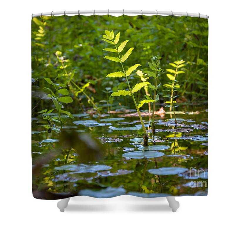 Plants Shower Curtain featuring the photograph Water plants by Mariusz Talarek