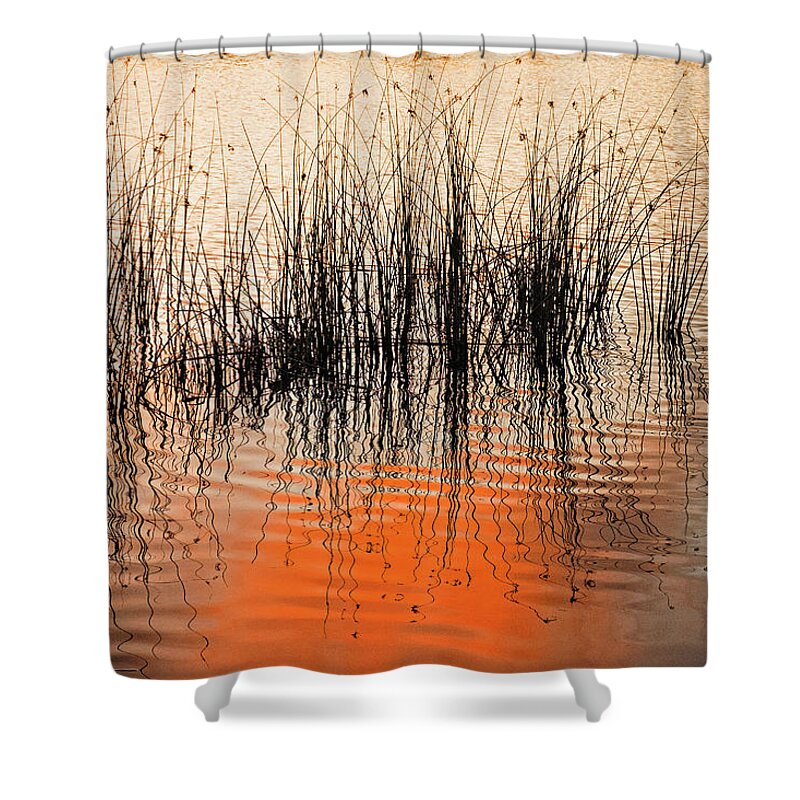 Sunset Shower Curtain featuring the photograph Water reeds at sunset by Catherine Reading
