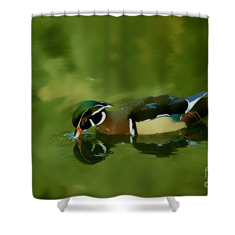 Claudia's Art Dream Shower Curtain featuring the photograph Male Wood Duck Water Reflections by Claudia Ellis