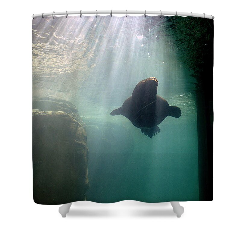 Memphis Zoo Shower Curtain featuring the photograph Water World by DArcy Evans