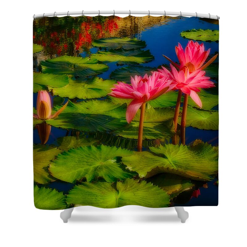Longwood Shower Curtain featuring the photograph Waterlily Blooms - Ethereal by Amanda Jones