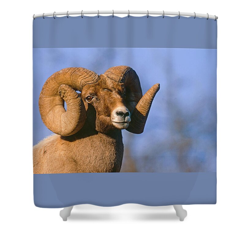 Mark Miller Photos Shower Curtain featuring the photograph Waterton Canyon Ram by Mark Miller