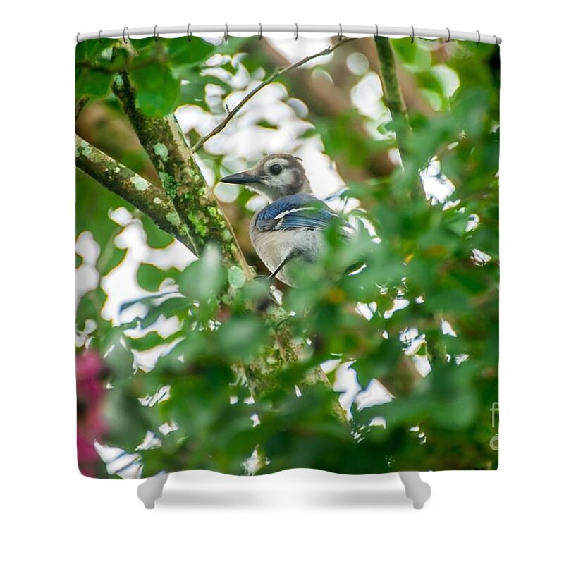 Blue Jay Shower Curtain featuring the photograph Birds by Buddy Morrison