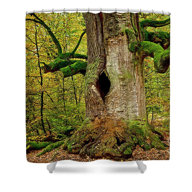 Oak Shower Curtain featuring the photograph We are here since 1000 years 1 by Heiko Koehrer-Wagner