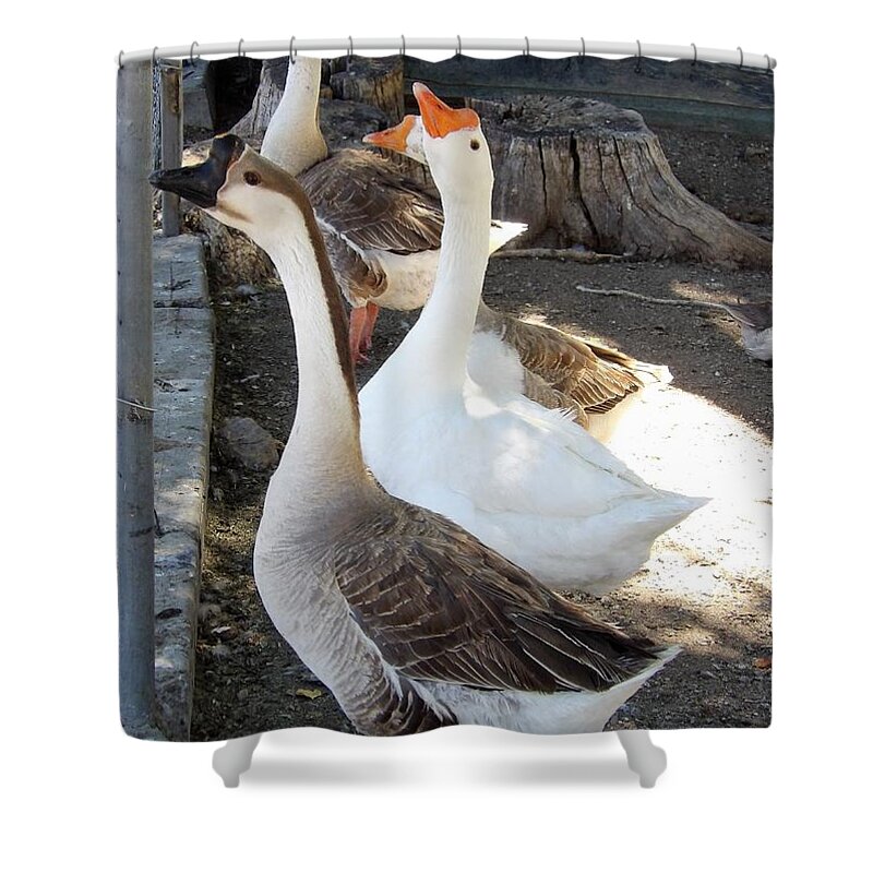 Ducks Shower Curtain featuring the photograph We are singing by Barbara Leigh Art