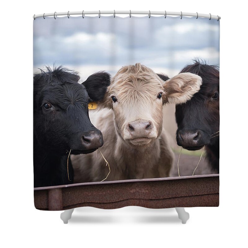 Cows Shower Curtain featuring the photograph We Three Cows by Holden The Moment