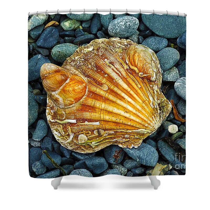 Scallop Shower Curtain featuring the photograph Weathered Scallop Shell by Judi Bagwell