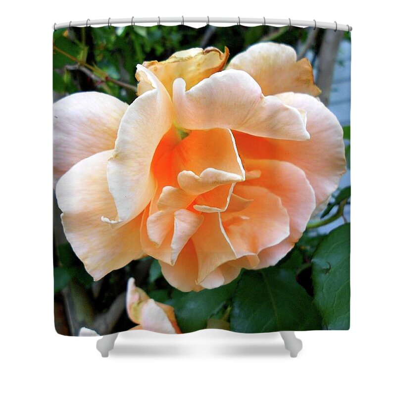Orange Shower Curtain featuring the photograph Weeping Orange Rose by Cynthia Westbrook