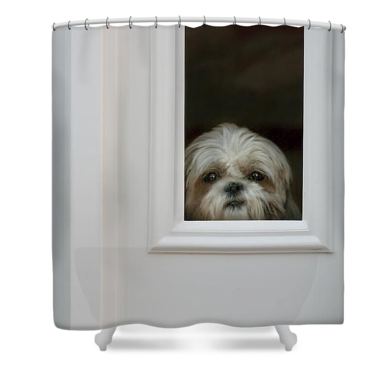 Dog Shower Curtain featuring the photograph Welcome Home by Mitch Spence
