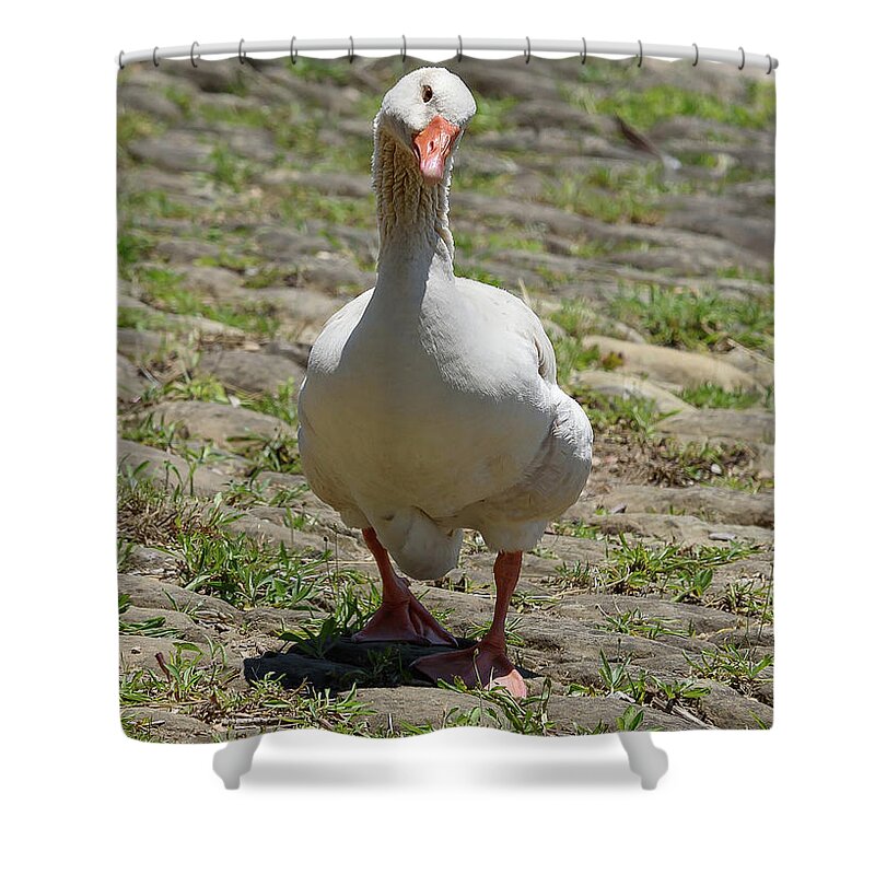 Goose Shower Curtain featuring the photograph Well Hello by Holden The Moment