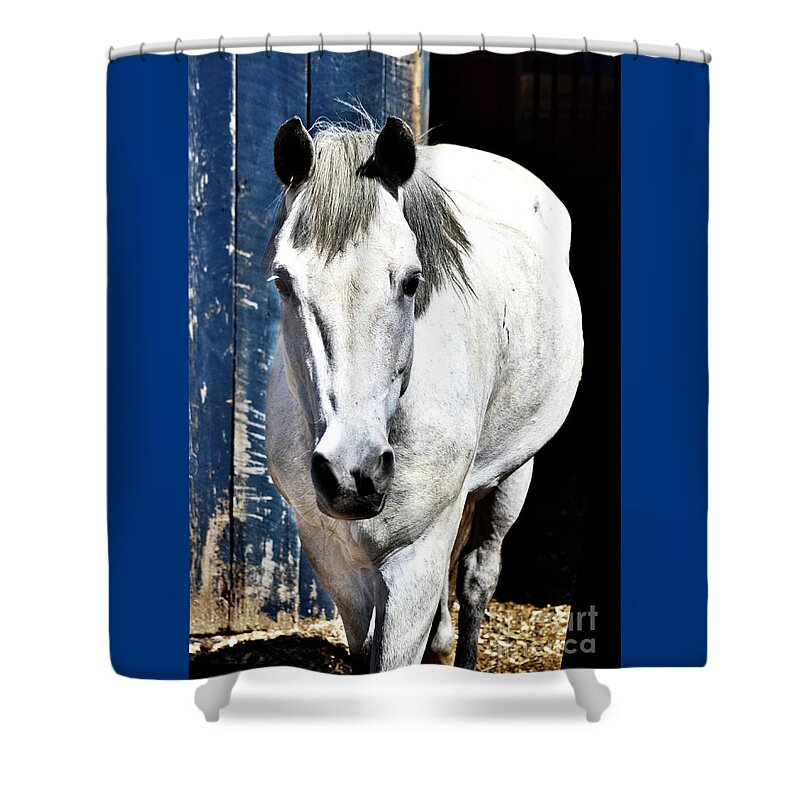 White Horse Shower Curtain featuring the photograph Well, Hello There by Cindy Schneider