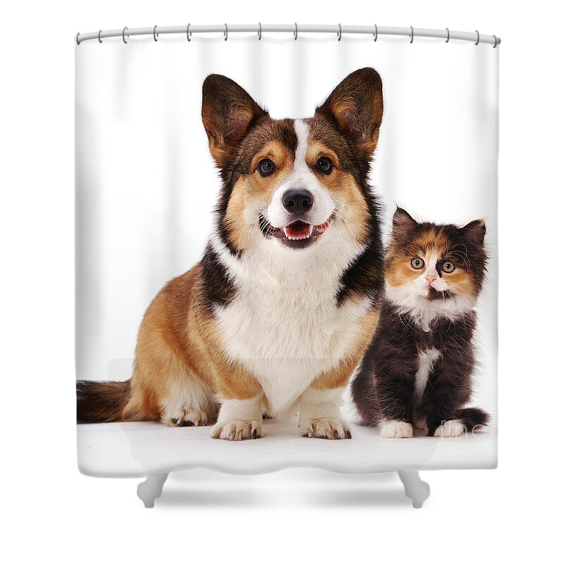 White Background Shower Curtain featuring the photograph Welsh Corgi And Kitten by Jane Burton