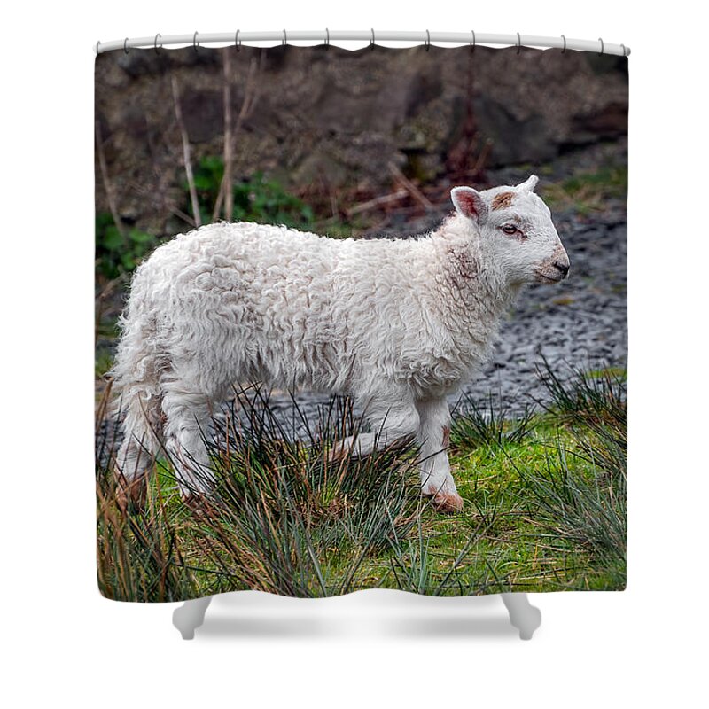 Welsh Sheep Shower Curtain featuring the photograph Welsh Lamb by Adrian Evans