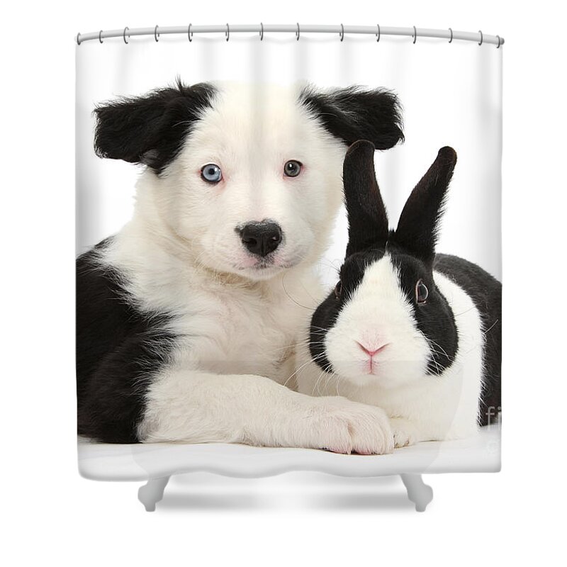 Border Collie Shower Curtain featuring the photograph We're related by marriage by Warren Photographic