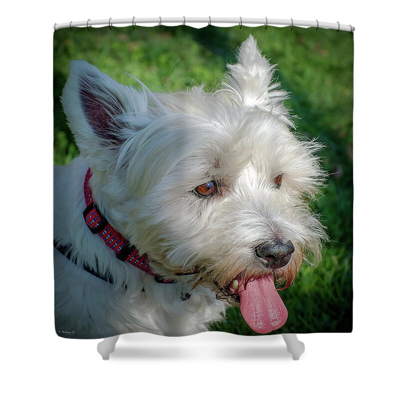 2d Shower Curtain featuring the photograph West Highland White Terrier by Brian Wallace