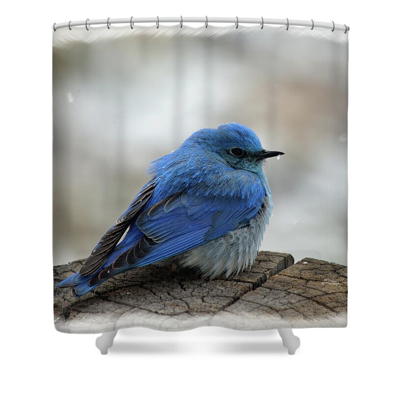 Western Bluebird Shower Curtain featuring the photograph Mountain Bluebird on Cold Day by Kae Cheatham