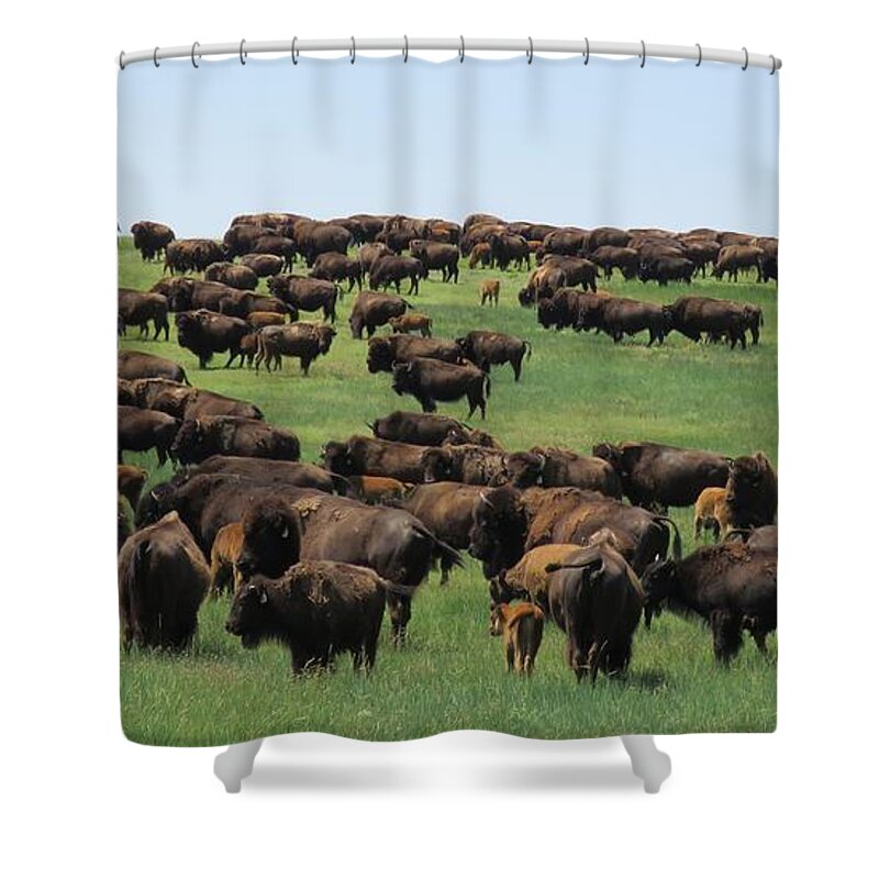 Buffalo Shower Curtain featuring the photograph Western Kansas Buffalo Herd by Keith Stokes