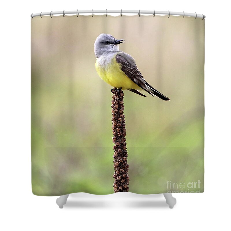 Arkansas Kingbird Shower Curtain featuring the photograph Western Kingbird by Elizabeth Winter