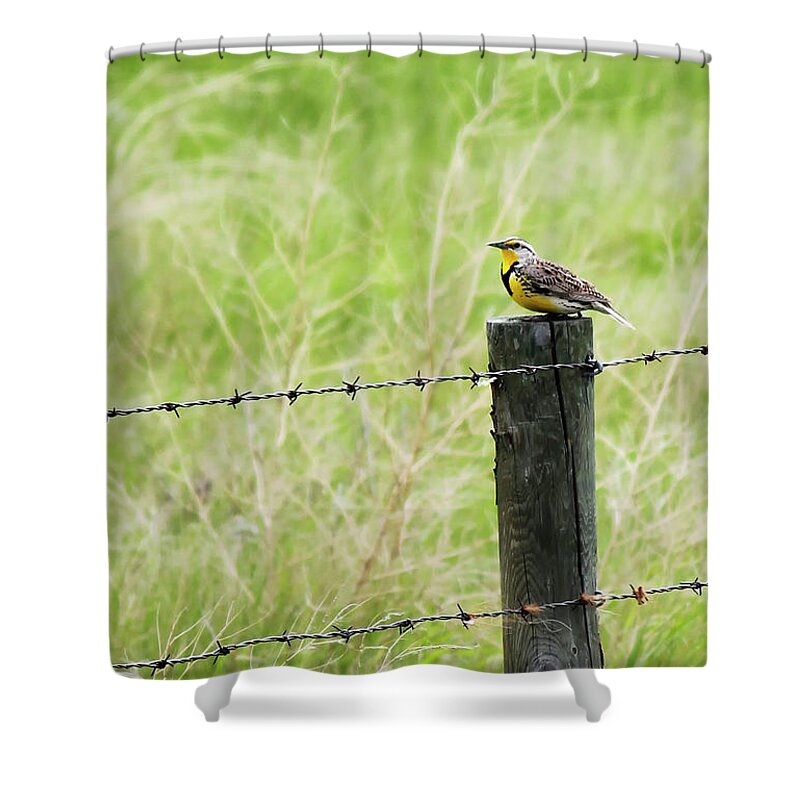 Western Meadowlark Shower Curtain featuring the photograph Western Meadowlark by Ryan Crouse