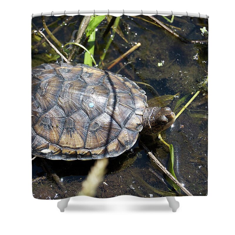 Westeren Pond Turtle Shower Curtain featuring the photograph Western Pond Turtle, Actinemys marmorata by Breck Bartholomew