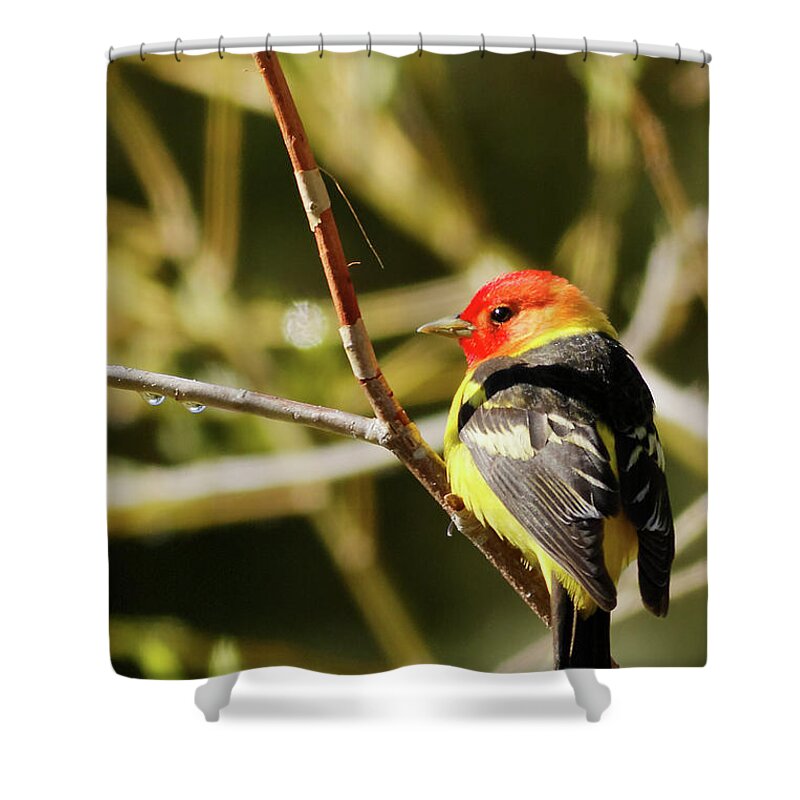 Western Tanager Shower Curtain featuring the photograph Western Tanager in the Rocky Mountains of Colorado by Natural Focal Point Photography