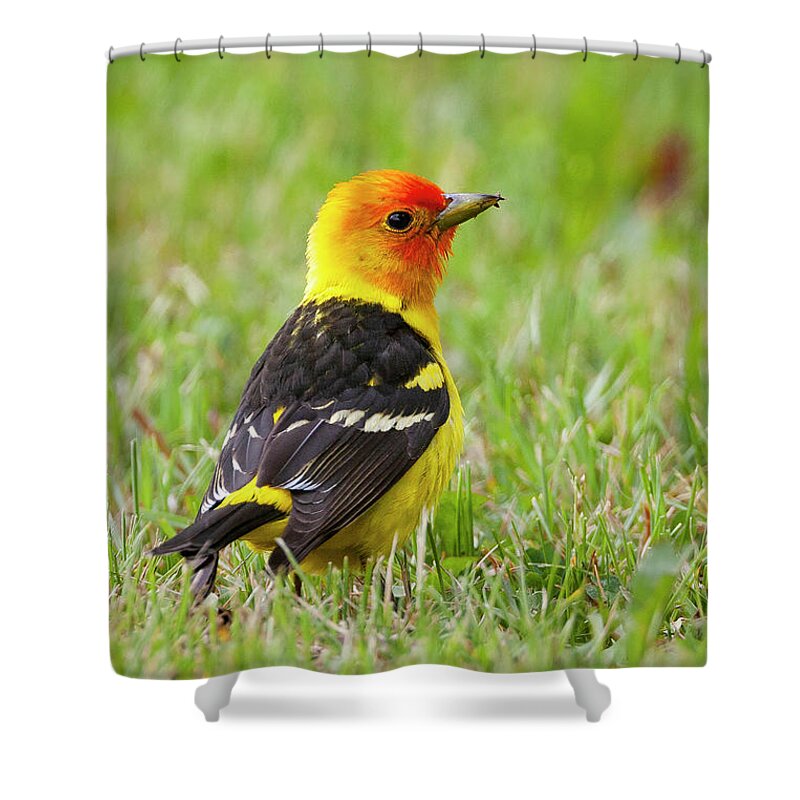 Mark Miller Photos Shower Curtain featuring the photograph Western Tanager by Mark Miller
