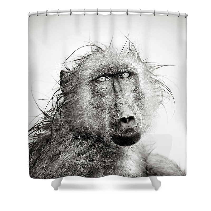 Baboon Shower Curtain featuring the photograph Wet Baboon portrait by Johan Swanepoel
