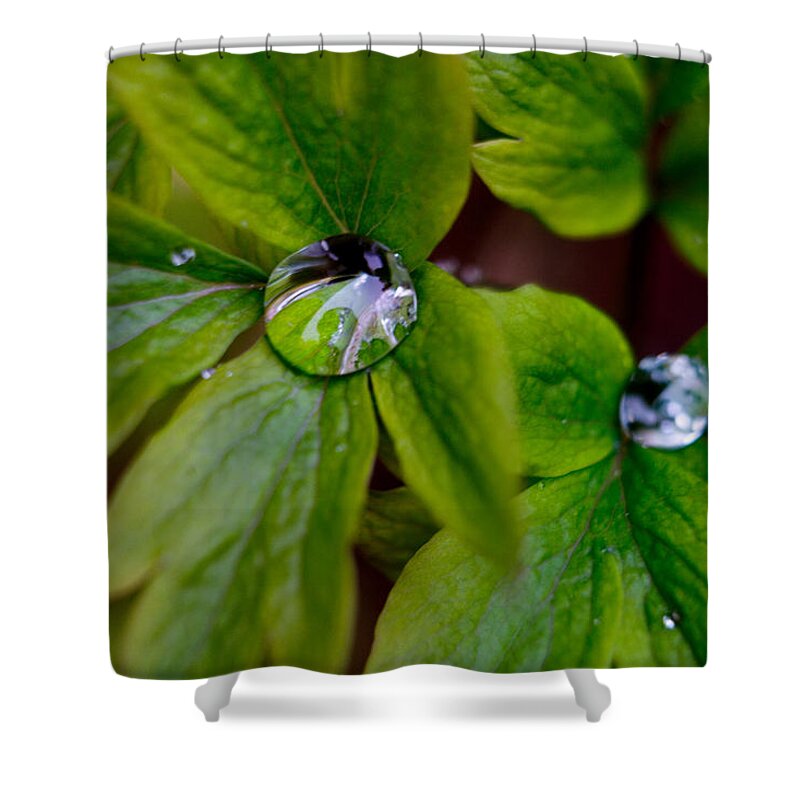 Leaf Shower Curtain featuring the photograph Wet Bleeding Heart Leaves by Brent L Ander