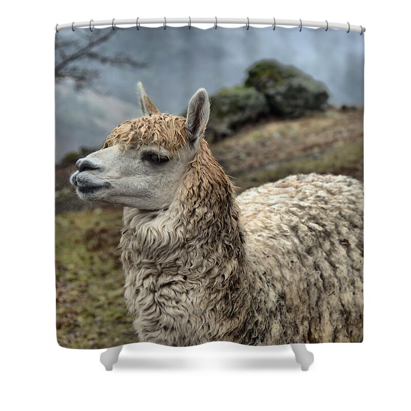 Lama Shower Curtain featuring the photograph Wet Lama by Josephine Buschman