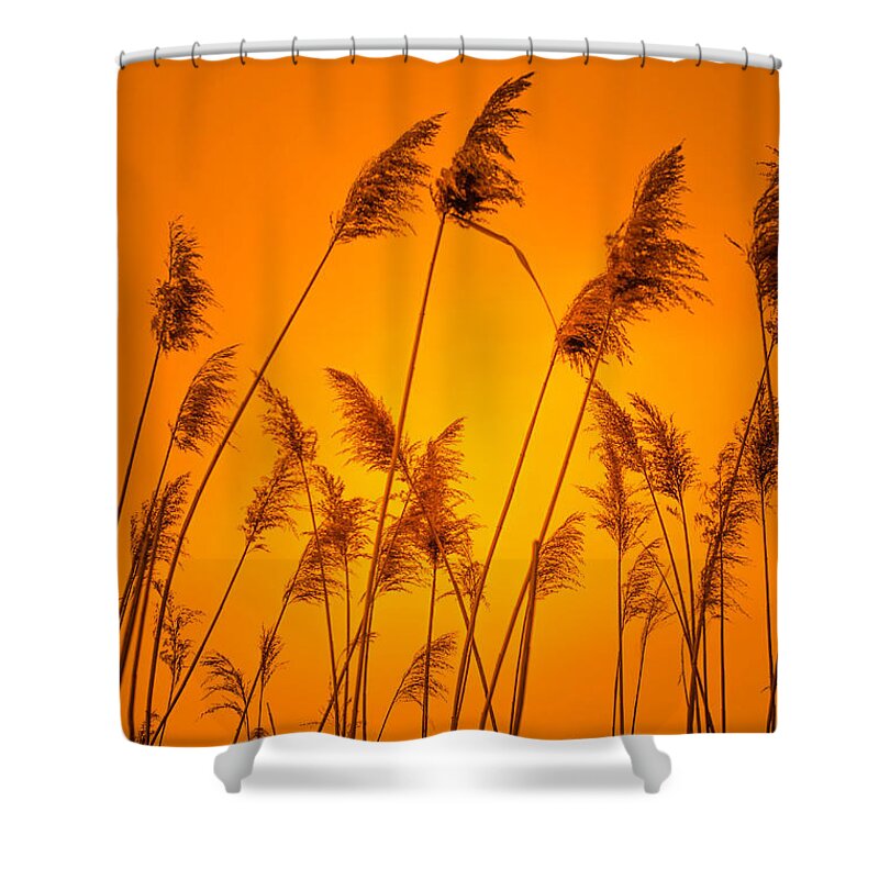 Sunset Shower Curtain featuring the photograph Wetland Sunset by Bruce Pritchett