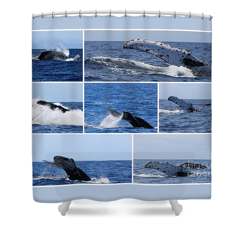 Seascape Shower Curtain featuring the photograph Whale Action by Sheila Ping