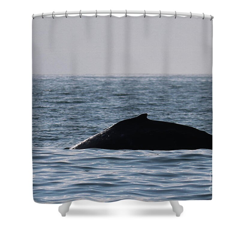Fin Shower Curtain featuring the photograph Whale Fin by Suzanne Luft