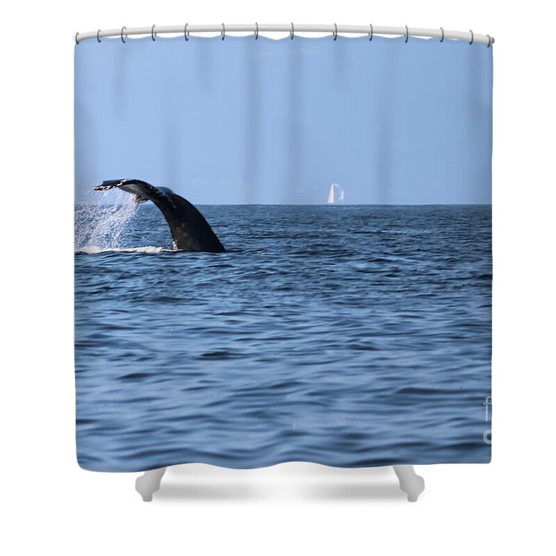 Whale Shower Curtain featuring the photograph Whale Fluking by Suzanne Luft