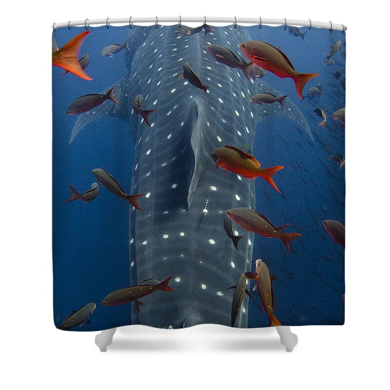 Mp Shower Curtain featuring the photograph Whale Shark Galapagos Islands by Pete Oxford
